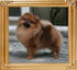 Canton_Bravia_Star_4.62lbs_3089lbs_Twist_Picture_0.jpg