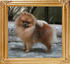 Canton_Bravo_Royale_3.85lbs_3335_Twist_Picture_0.jpg