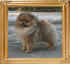 Canton_Bravo_Royale_4.18lbs_1yr_2mo_6259.jpg