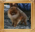 Canton_Dreamin_of_Rose_1yr_8mo_2.2lbs_4996.jpg