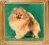 Canton_Errol_Flynn_3yrs_4106.jpg