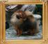 Canton_Kaipara_Prince_1yr_47393.jpg