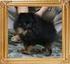 Canton_Madame_Butterfly_1yr_2.5lbs_6-5_4866_2nd.jpg