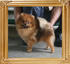 Canton_Mirte_Maas_1yr_3.74lbs_2668.jpg