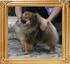 Canton_Prince_Charming_4.2lbs_10mo_1wk_0007_FINAL.jpg