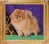 Canton_Richard_of_Mt_Crest_3.jpg