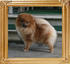 Canton_Tai-Chi_Lady_4.28lbs_1yr_2mo_6310.jpg