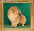 Canton__the_Duke_2_yrs_4_mos_final_2733.jpg