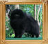 Ph_Gr_Yingyang_Black_Knight_2_yrs_6_mos_framed.jpg