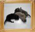Triton_x_Valerie_pups_news_flash.jpg
